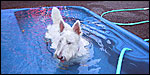 Sherman in pool at Mercer-Houston Dog Run