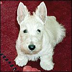 Sherman as a pup on red rug with Kong, rug is gone, Sherman ate holes in it while I was at work.