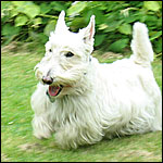 Sherman hovers across the lawn in Narragansett, RI.