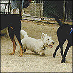 Sherman hangs with the big dogs in Washington Square.