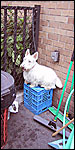Sherman on milk crate being a bad-ass at Mercer-Houston Dog Run, photo Sarah Longacre