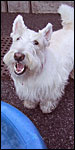 Sherman barking at Mercer-Houston Dog Run, photo Sarah Longacre