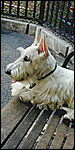 Sherman on bench at Mercer-Houston Dog Run