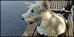 Sherman on bench with New York Times at Mercer-Houston Dog Run