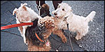 Sherman with Dudley and unknown Fox terrier in SoHo